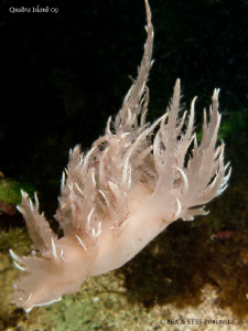 Giant swimming nudi, Dendronotus iris. Quadra Island, BC.... by Bea & Stef Primatesta 
